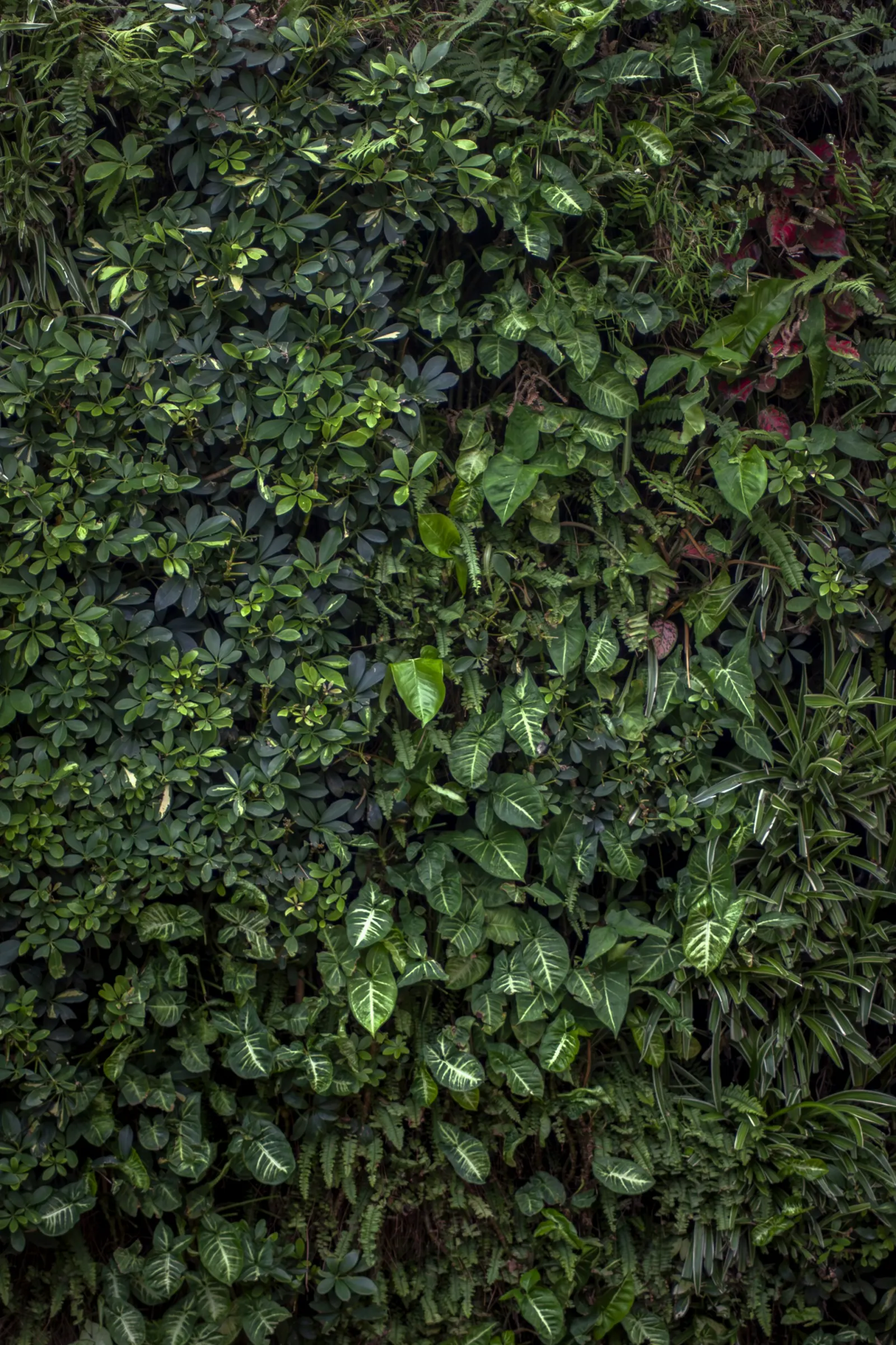 A dense living wall planted with layered green foliage